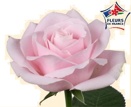 ROSE SWEET AVALANCHE 60cm FDF
